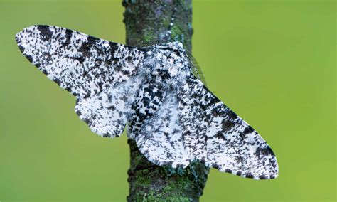 what is the peppered moth.